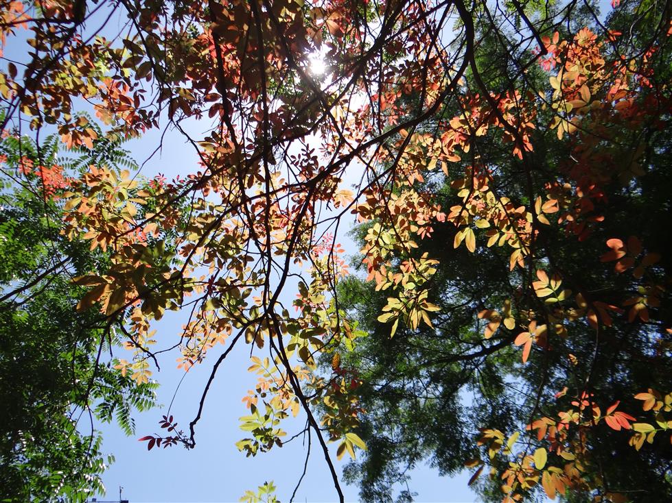  Branches with young leaves